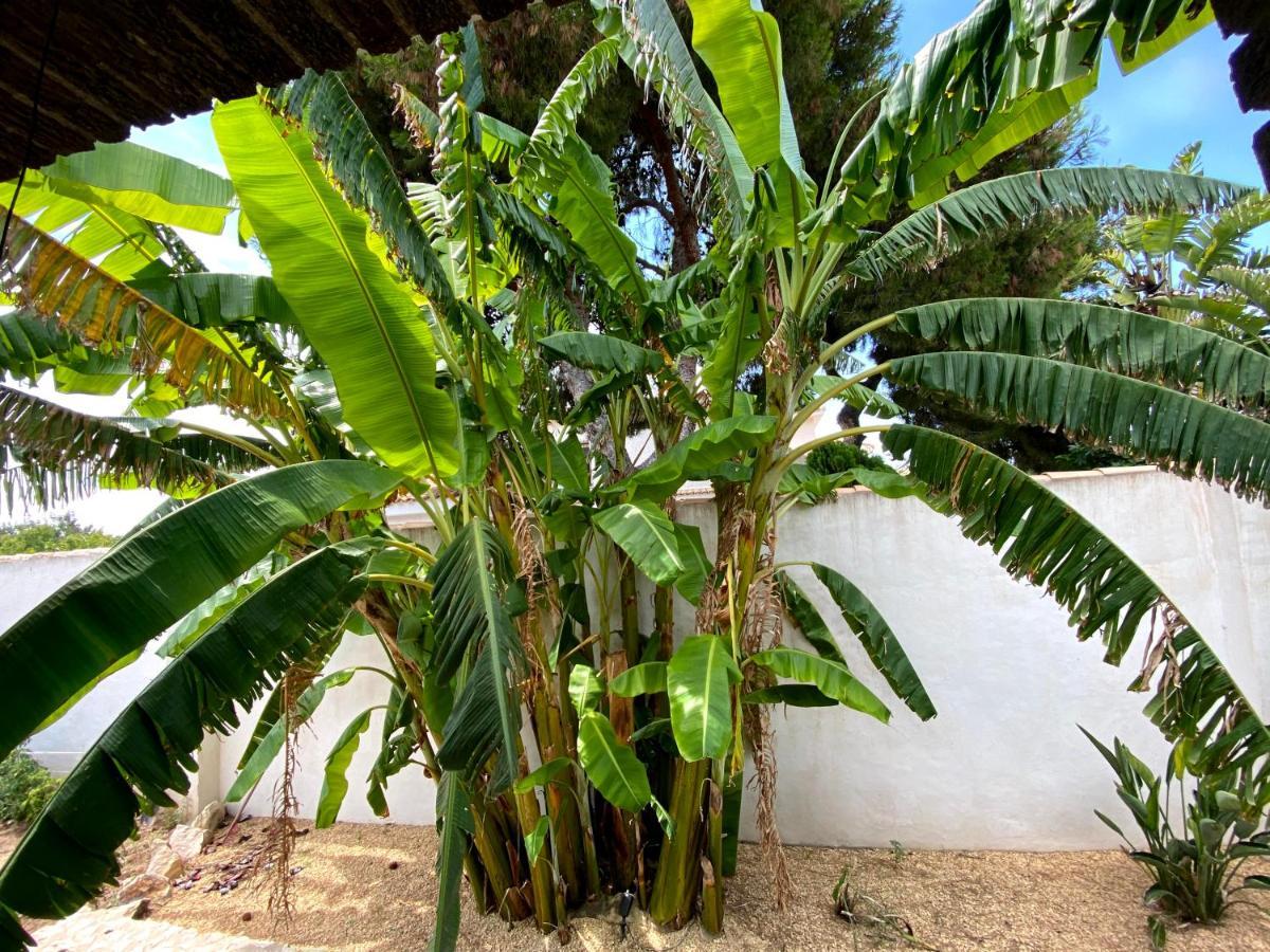 Beach Apartment, Playa Muchavista 900M, Chalet Tranquilo, Villa Acuario San Juan  Buitenkant foto